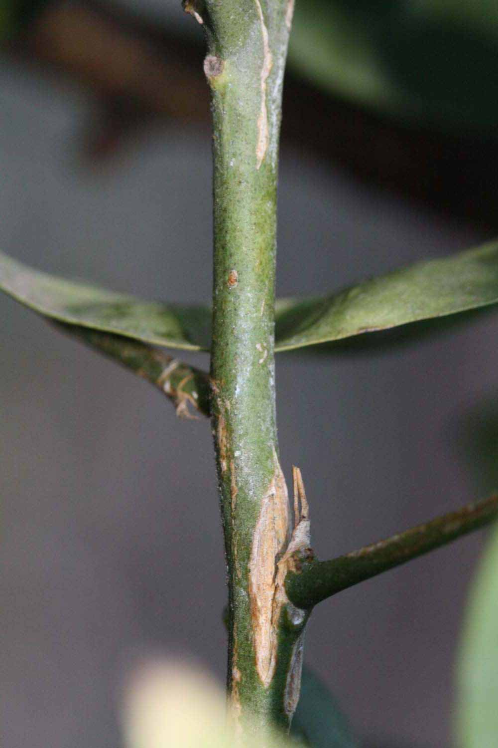            First year twig (Riverside, CA)   